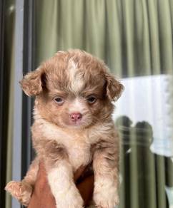 chihuahua puppies available 