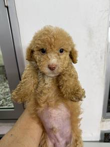 Toy poodle