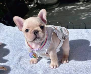 FRENCH BULLDOG PUPPIES FB310🌻Cute Puppy Available