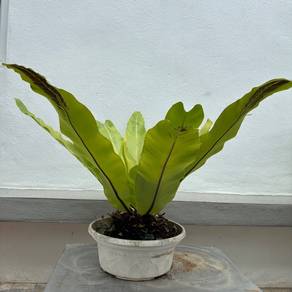 （Bird’s Nest Fern）
