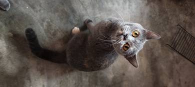 bsh