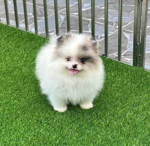 POMERANIAN PUPPIES A210🌻 Pretty Fluffy Girl
