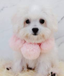 Bichon Frise