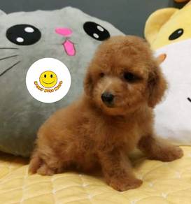 PP3120 Tiny Poodle brown haired puppy