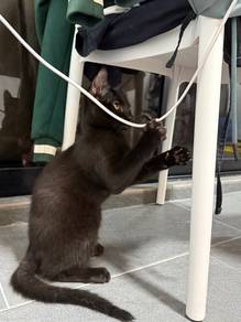 Black cat with short hair
