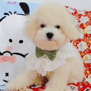 Maltipoo