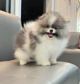 POMERANIAN PUPPIES A152 🌻 Sort of shine Boy~Girl