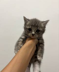 Bsh Tabby