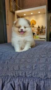 Pomeranian