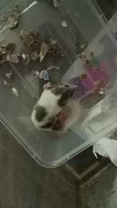Dormouse 