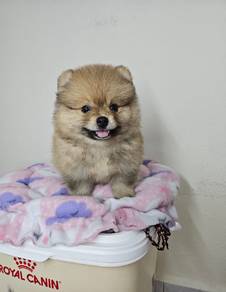 tiny Pomeranian 