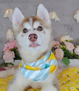 Husky