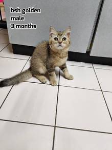 british short hair golden male kitten
