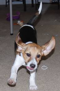 J1794 Baby-faced Beagle cute playful and friendly