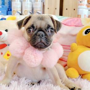 Pug