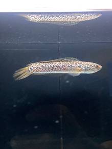 Ikan Channa Asiatica