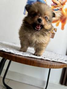 Mini Pomeranian 3