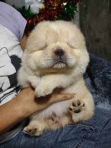 Chow Chow
