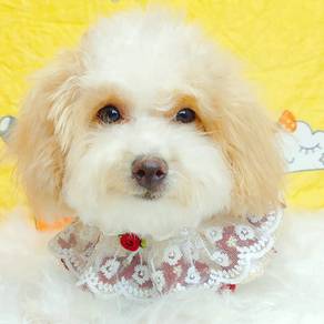 Maltipoo Poodle X Maltese Puppies Pet Dog Fur11