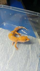 Leopard Gecko 