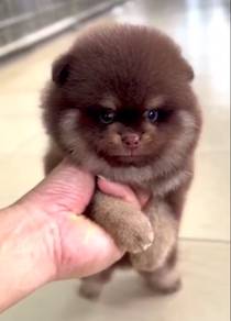MKA Pomeranian