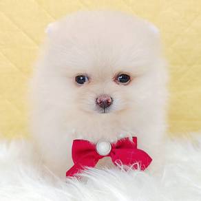 Pomeranian