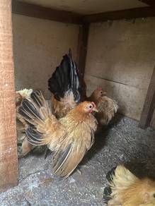 ayam serama murah