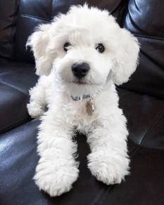 U2373 Trusting Poochon small fluffy curly coat bic