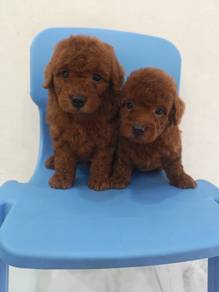 Super Red! Teddy Poodle