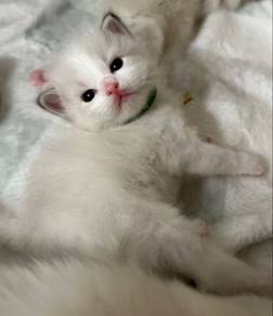 lynx ragdoll babies(male)