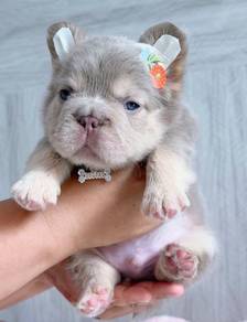 FRENCH BULLDOG PUPPIES 🌻VIP135 Long Fur / Boy
