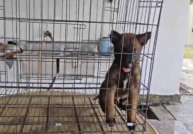 Belgian shepherd Malinois puppy
