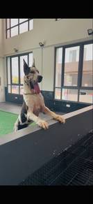 Great Dane