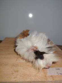 guinea Pig (Sheltie mix) 