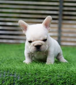 FRENCH BULLDOG PUPPIES VIP18🌻Cute Puppy Boy