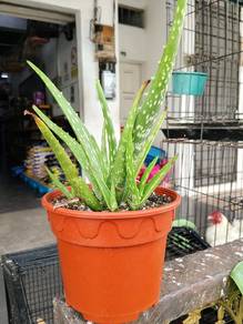 Pokok Aloe Vera / Lidah Buaya