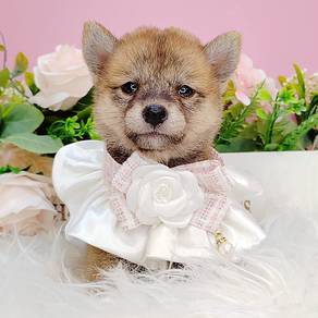 Shiba