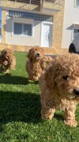 toy poodle 10