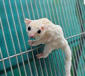 Leucistic Sugar Glider-Healthy & Beautiful White