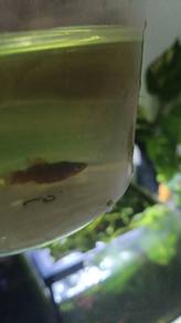 red platy fish