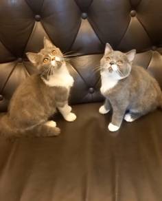 British Shorthair 