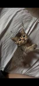 Golden ny25 bsh kitten male