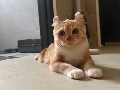 American Curl Cat