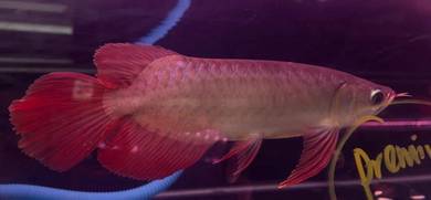 Arowana super red