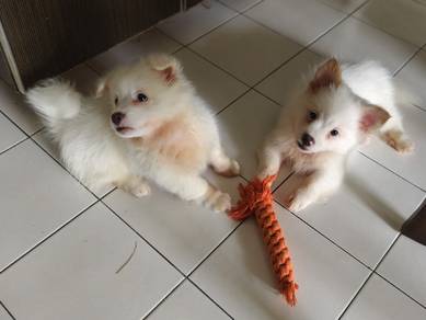 mix puppy