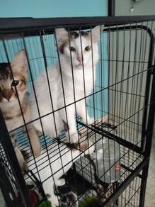 cats for adoption