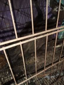 burung merak 