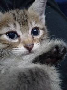 Kitten  Dlh