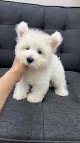 西高地(软毛)
Westie男
Male
ZM-1 
Dob :28-05-26