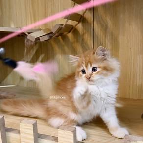 persian kitten